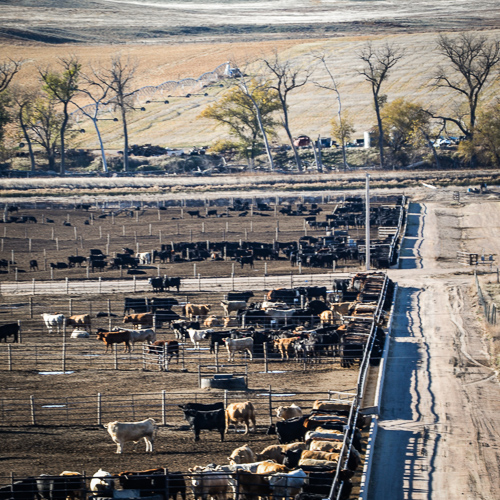 cows in lot