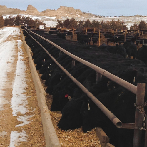 cows feeding